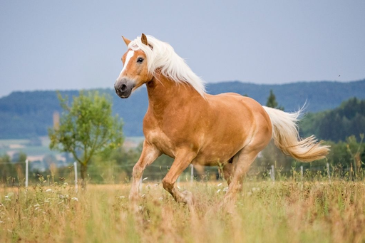 Lerne den Umgang mit Haflinger-Pferden